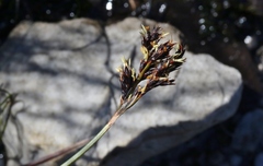 Machaerina tetragona