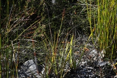 Machaerina tetragona