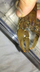 Cambarus graysoni