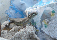 Trachylepis comorensis