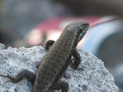 Trachylepis comorensis