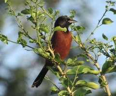 Icterus spurius spurius