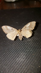 Dasychira dorsipennata