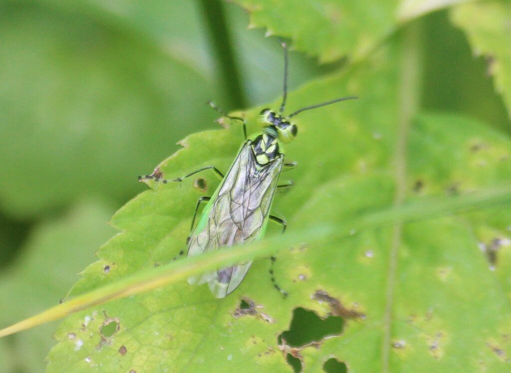 Rhogogaster scalaris