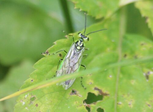 Rhogogaster scalaris