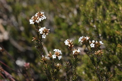 Epacris corymbiflora