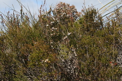 Epacris corymbiflora