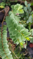 Wikstroemia