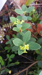 Wikstroemia