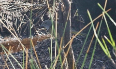 Pachycephala olivacea