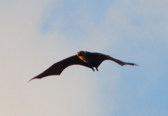 Pteropus seychellensis comorensis