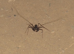 Acanthophrynus coronatus