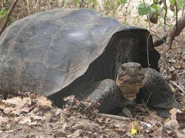 Wolf Volcano Giant Tortoise