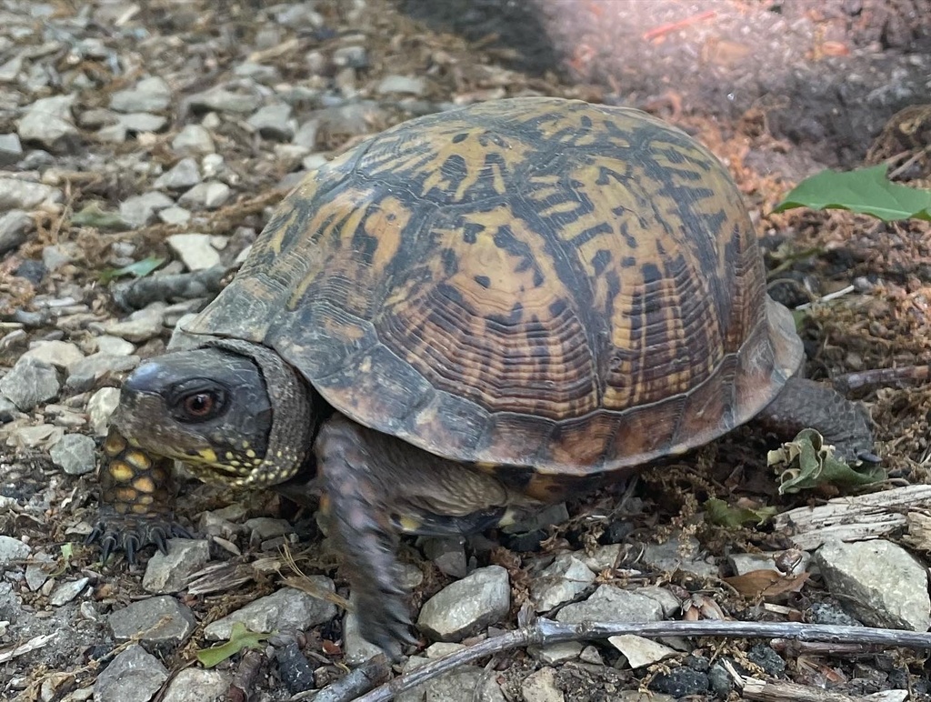 Eastern Box Turtle In May 2023 By Tulalola INaturalist   Large 