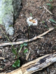 Bistorta bistortoides