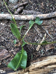 Bistorta bistortoides