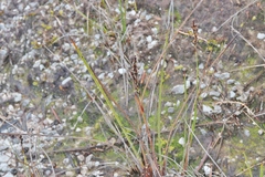 Machaerina tetragona
