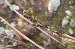 Machaerina tetragona