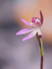 Caladenia bartlettii