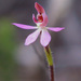 Caladenia bartlettii - Photo (c) memopob,  זכויות יוצרים חלקיות (CC BY-NC), הועלה על ידי memopob