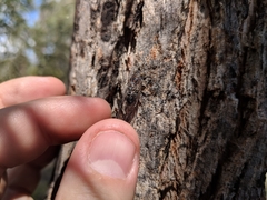 Myopsalta mackinlayi