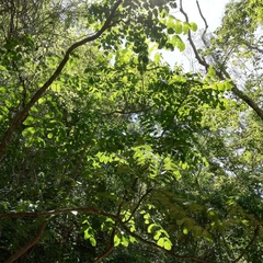 Comocladia macrophylla