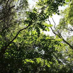 Comocladia macrophylla