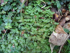 Symphyogyna hymenophyllum