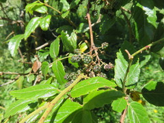 Rubus schmidelioides schmidelioides