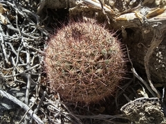 Mammillaria dioica