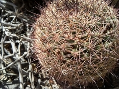Mammillaria dioica