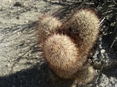 Mammillaria dioica