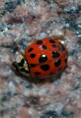 Harmonia axyridis
