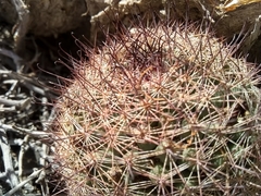 Mammillaria dioica