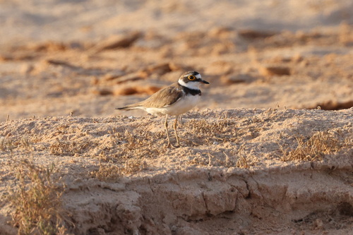 Little Ringed Plover