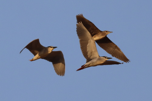 Black-crowned Night Heron