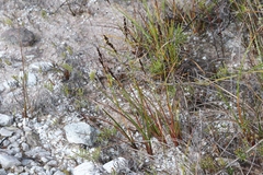 Machaerina tetragona