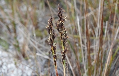 Machaerina tetragona