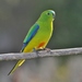 Orange-bellied Parrot - Photo (c) James Bailey, some rights reserved (CC BY-NC), uploaded by James Bailey