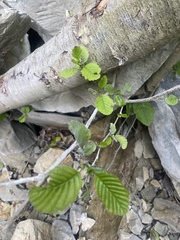 Siberian Alder (Alnus barbata)
