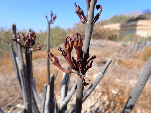 Ceropegia fusca image