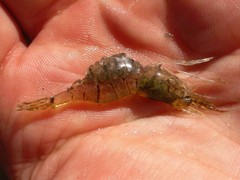 Palaemon antennarius