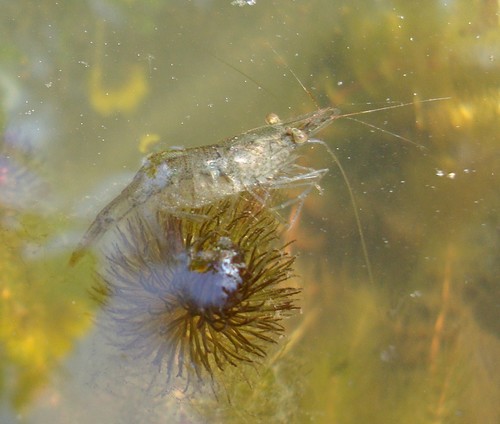 pond shrimp