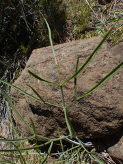 Lomatium simplex simplex