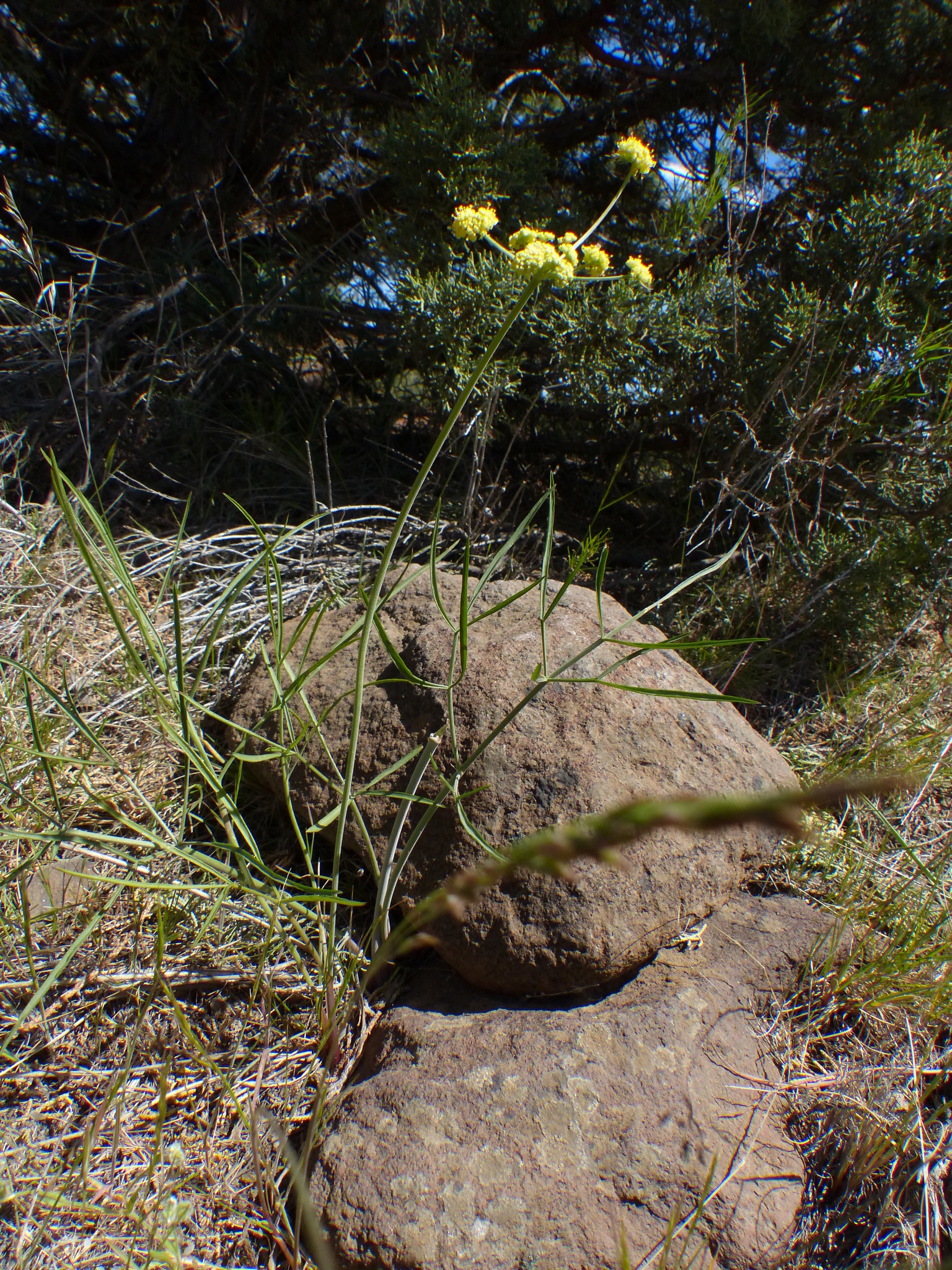 Lomatium simplex var. simplex