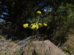 Lomatium simplex simplex