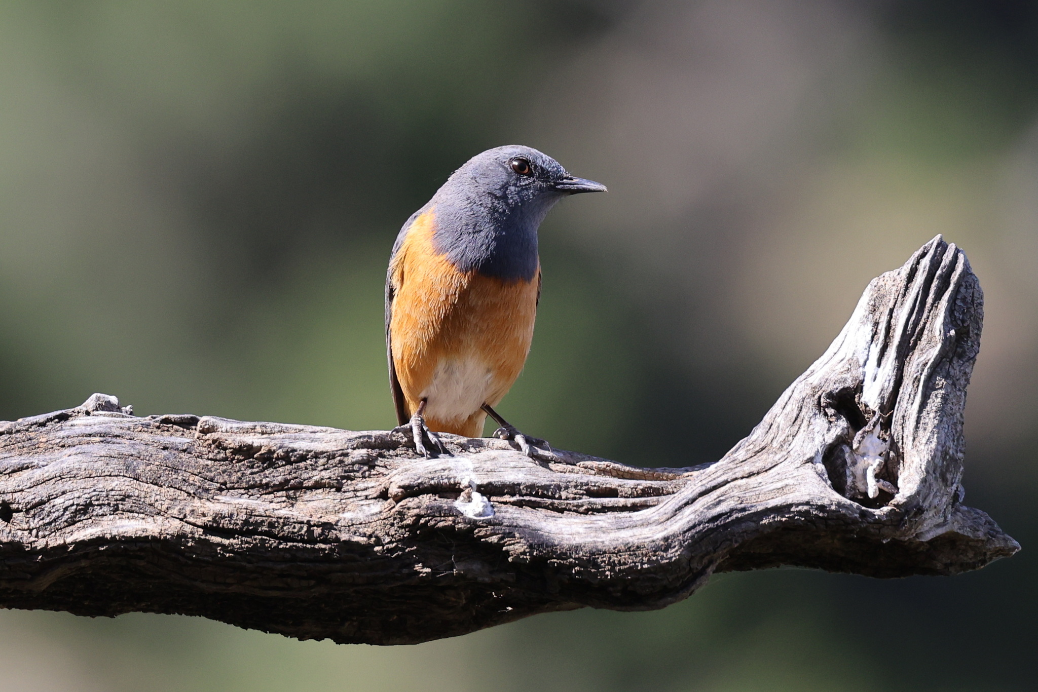 Little Rock Thrush illustration