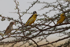 Arabian Golden Sparrow photo 3