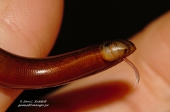 Afrotyphlops mucruso