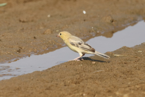 Arabian Golden Sparrow (Passer euchlorus), photo 9